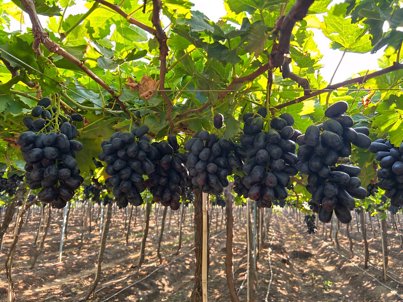 Grapes Image