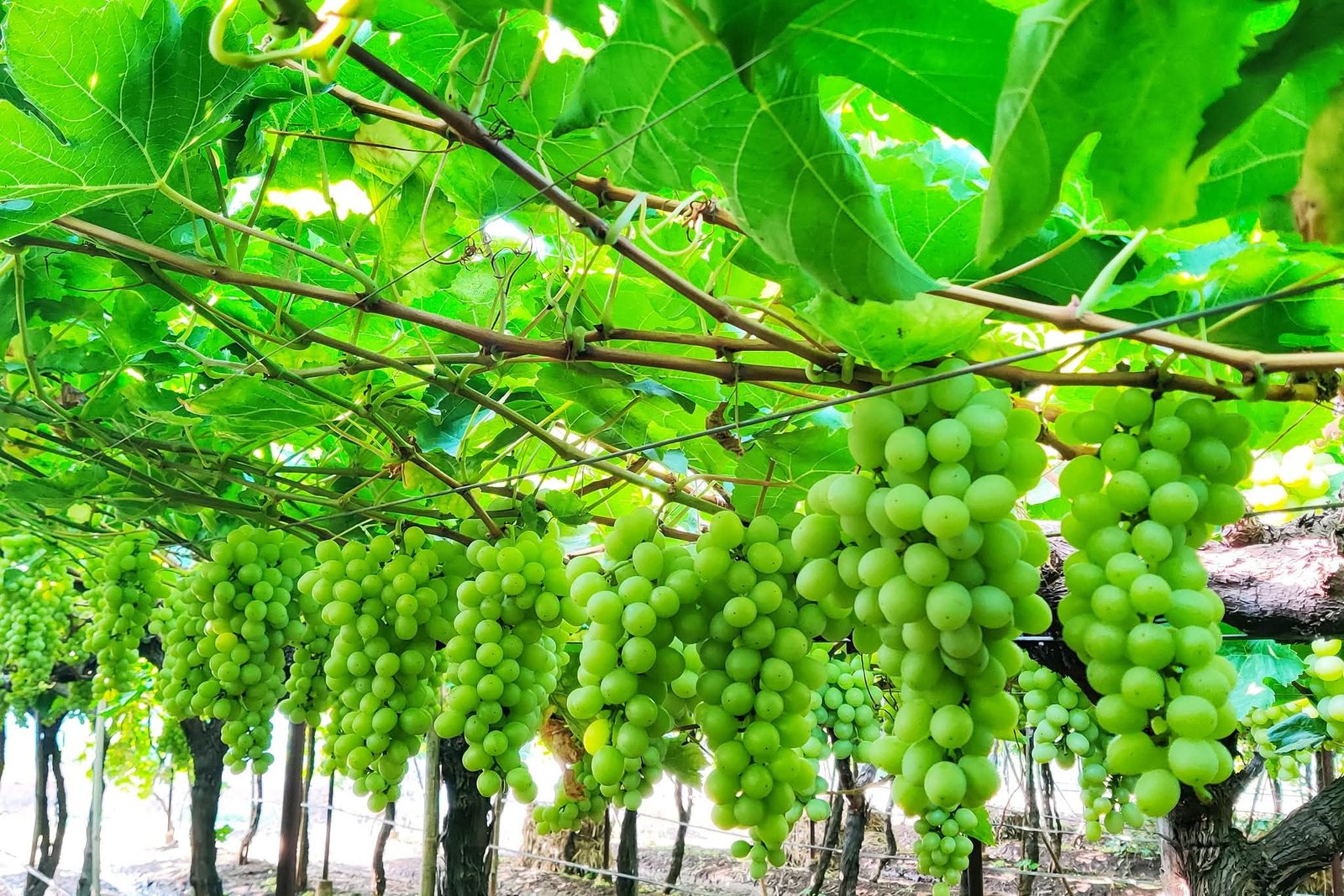 Grapes Image