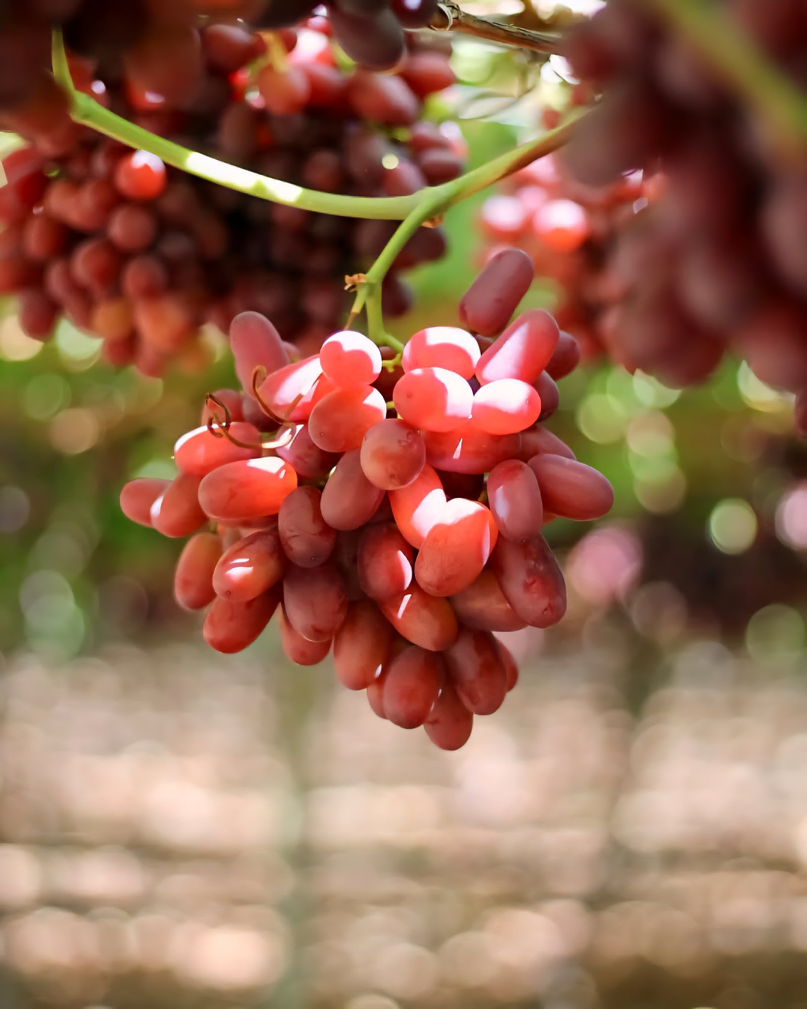 Grapes Image