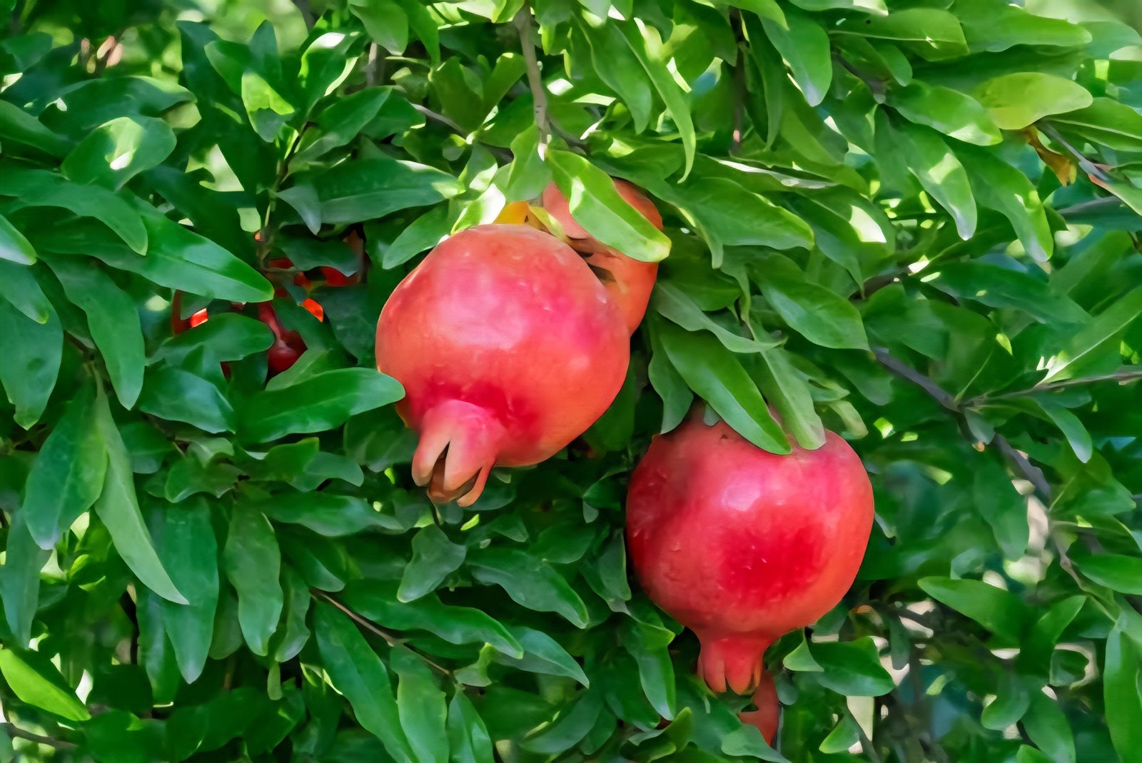 Pomegranate Image
