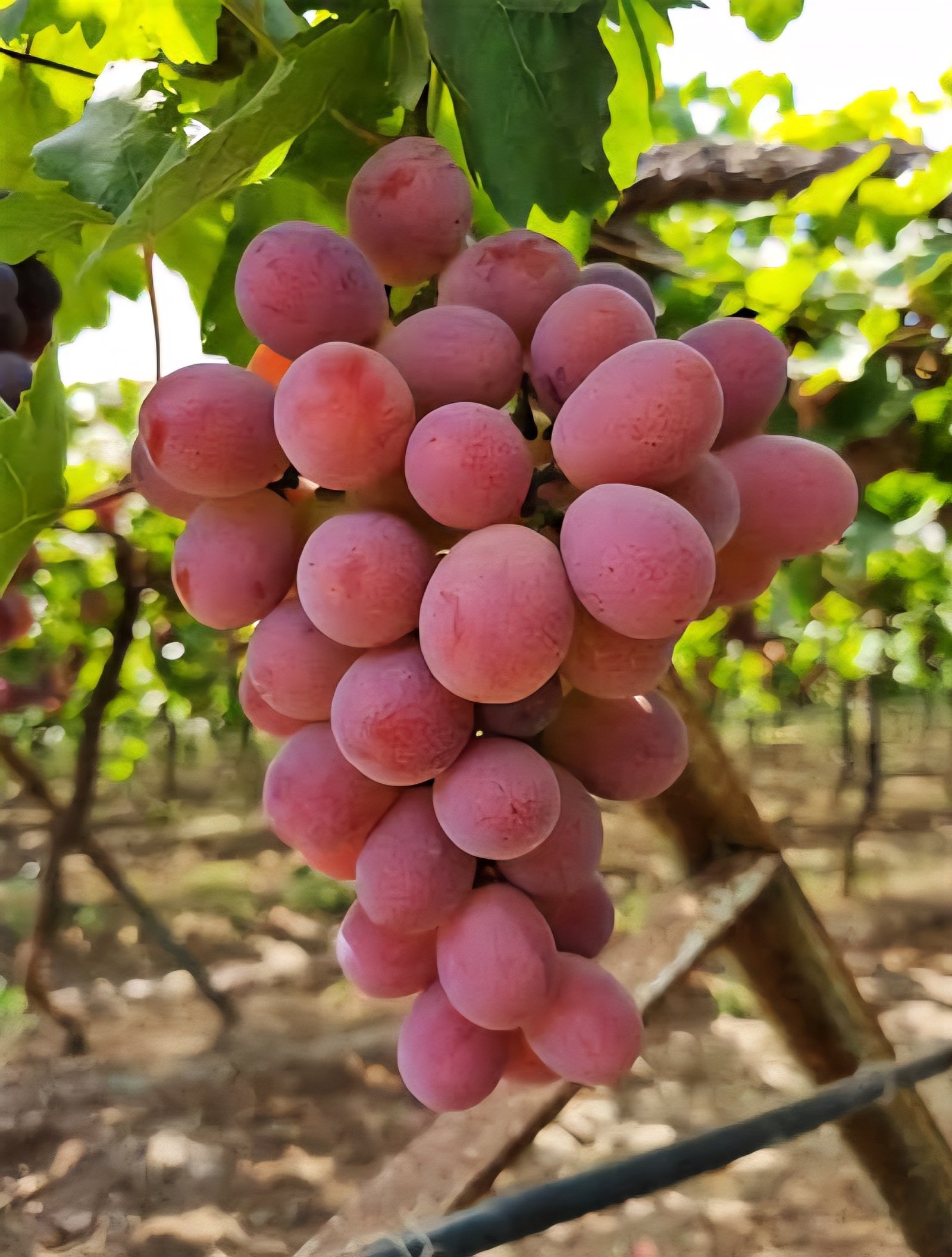 Red Globe Grapes
