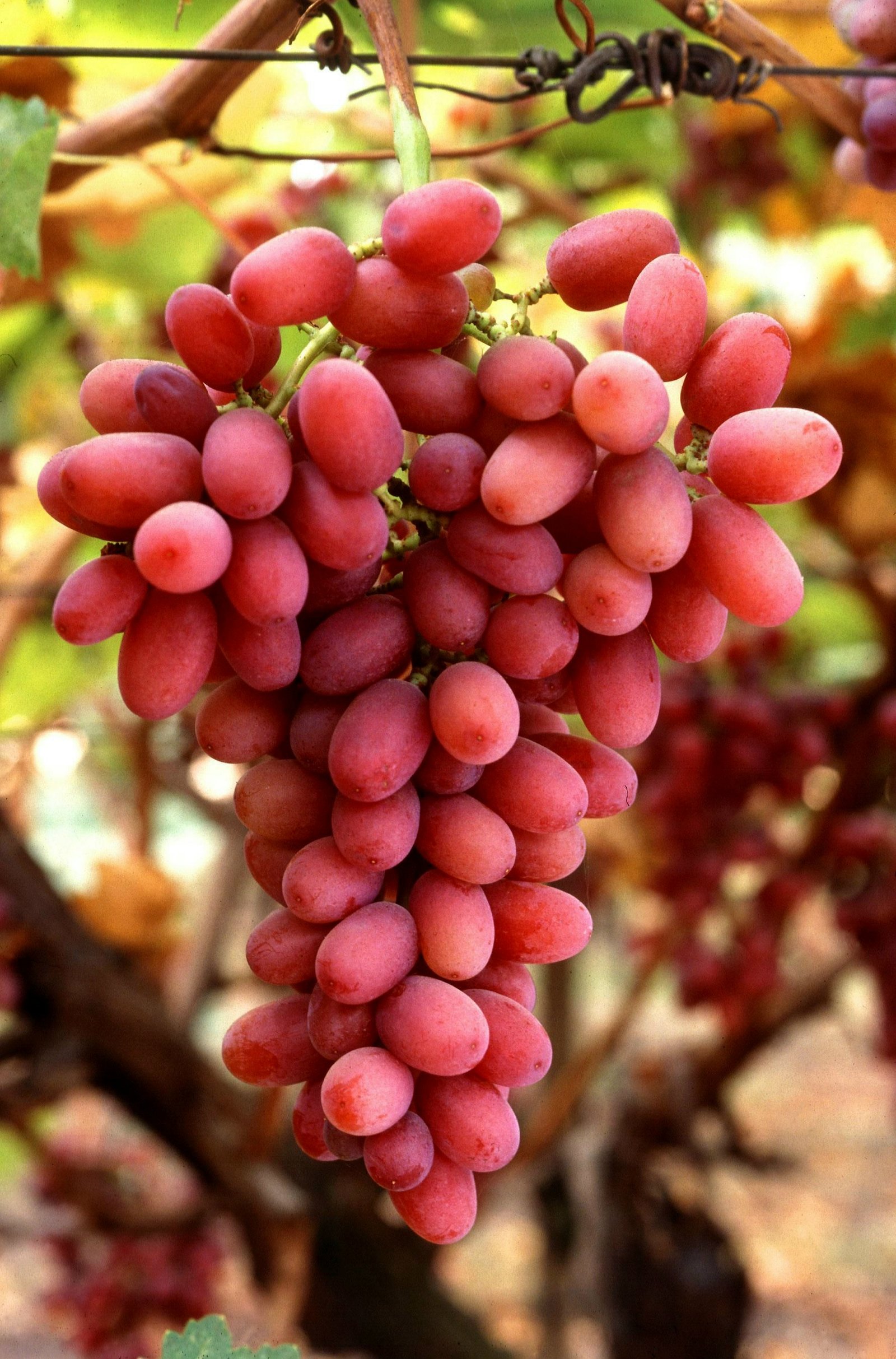 Crimson Seedless Grapes
