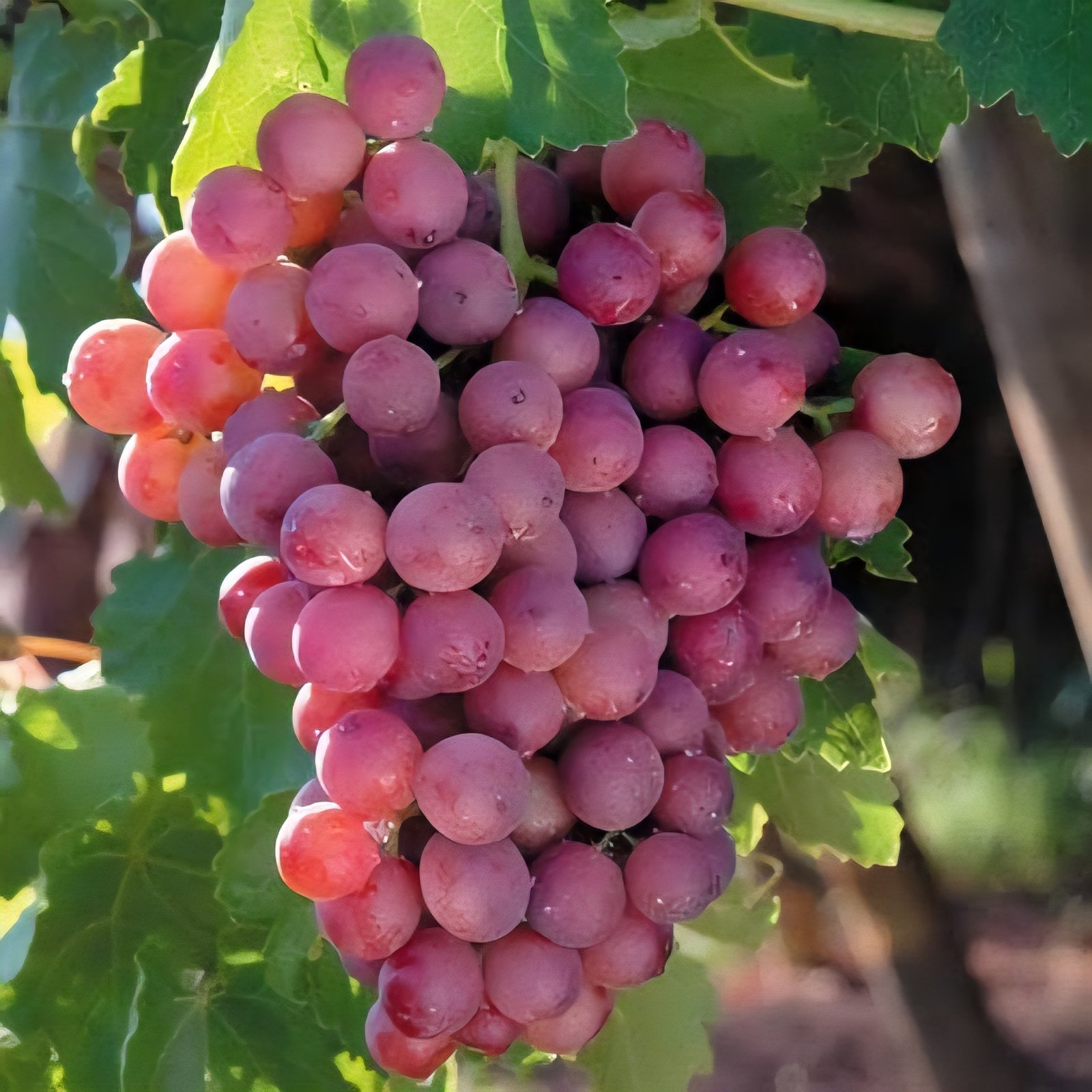 Flame Seedless Grapes