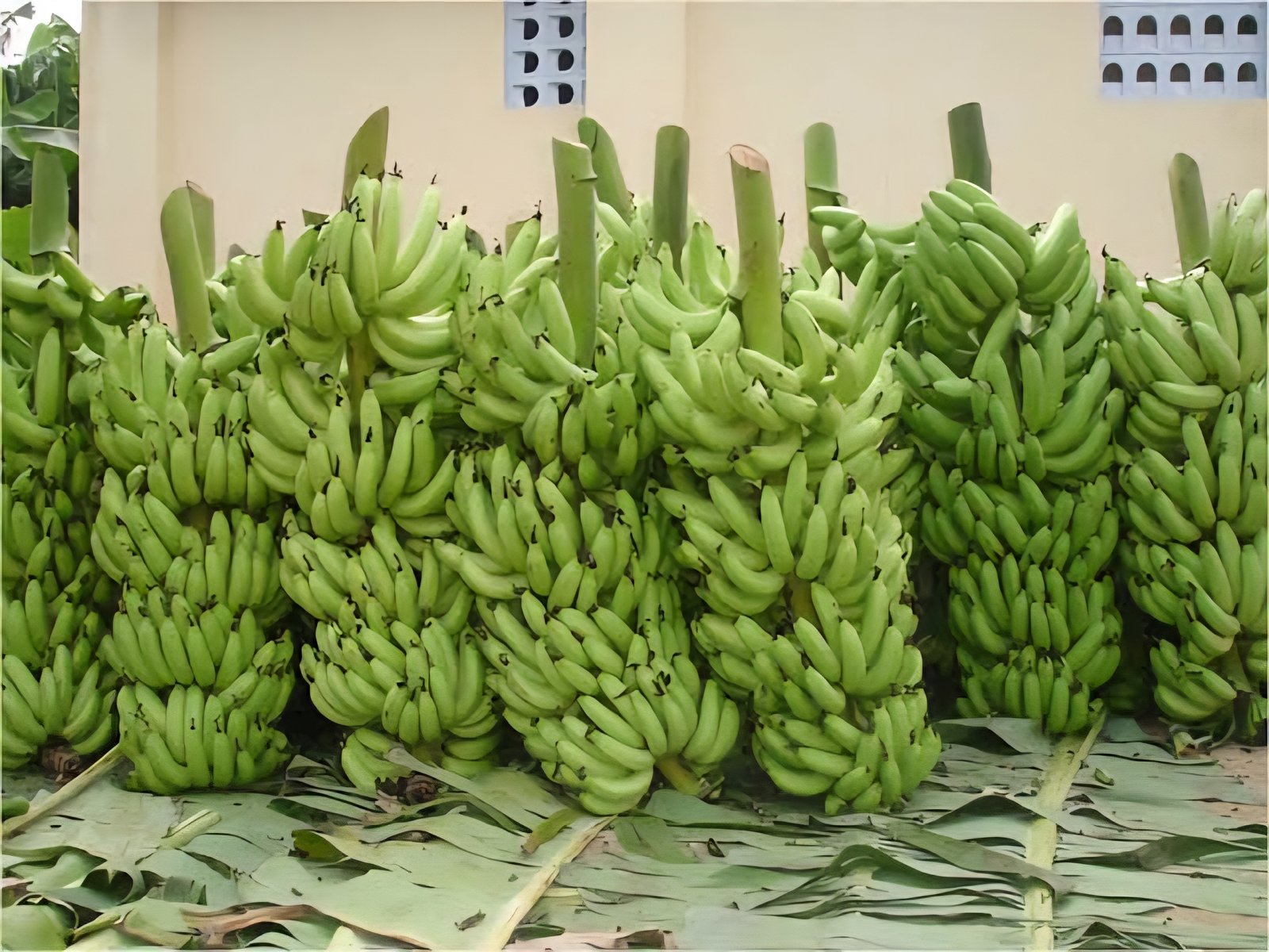 Cavendish G9 Bananas