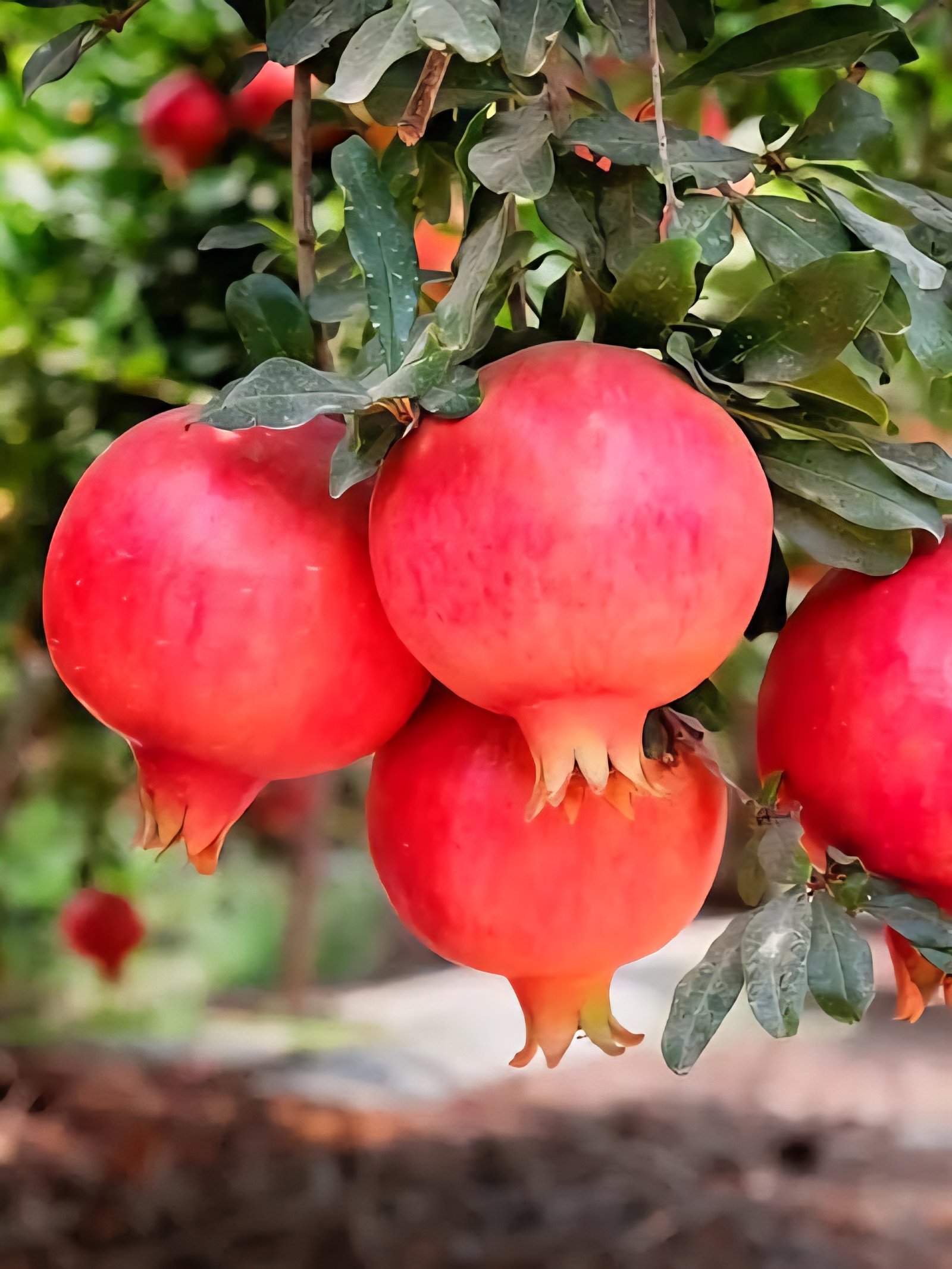 Pomegranate