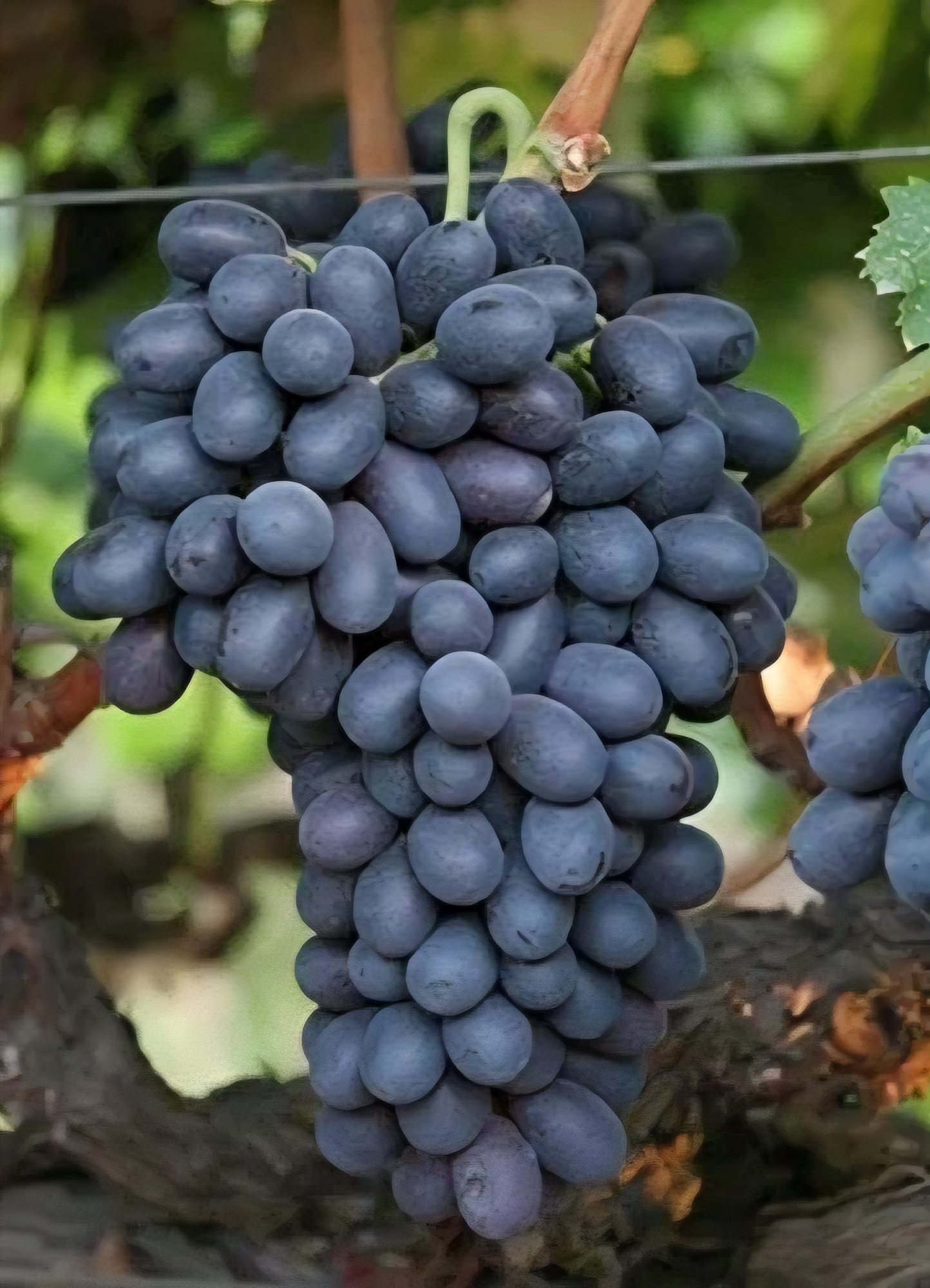 Black Seedless Grapes